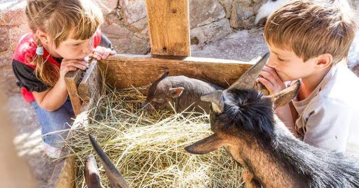 Visite Ferme pédagogique à la Villette